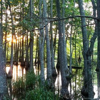 WC  Johnson Park - Sunset on the swamp. - Parks Near Me - Collierville, Tennessee