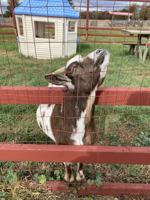 Apple Charlie's Orchards by null