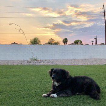 Barking Lot - Before (his first shave grew out nicely) - Pet Groomers Near Me - Las Vegas, Nevada