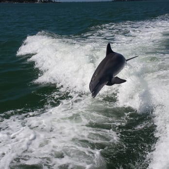 Captiva Cruises - Dolphin jumping the wake, while leaving Useppa. - Boat Charters Near Me - Captiva, Florida