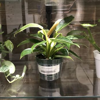 Paraíso Plant Studio - Nurseries & Gardening Near Me - Berkeley, California