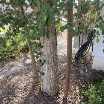 Techer's Tree Service - Tree Services Near Me - Phoenix, Arizona