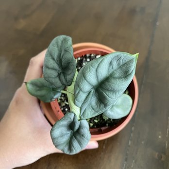 Big Bloomers Flower Farm - Alocasia Silver Dragon - Nurseries & Gardening Near Me - Sanford, North Carolina Big Bloomers Flower Farm - Alocasia Silver Dragon - Nurseries & Gardening Near Me - Sanford, North Carolina