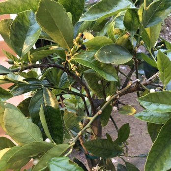 California Tropical Fruit Tree Nursery - Nurseries & Gardening Near Me - Vista, California California Tropical Fruit Tree Nursery - Nurseries & Gardening Near Me - Vista, California