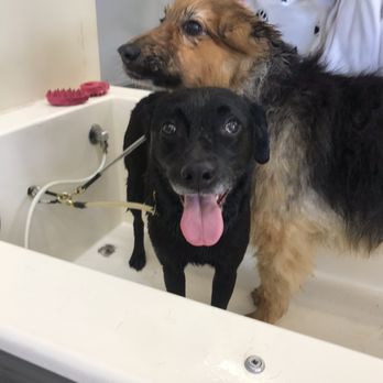 The Laundromutt - Pet Groomers Near Me - Eugene, Oregon