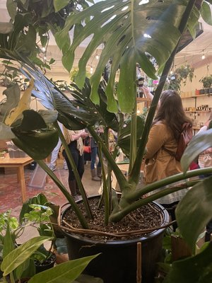 The Plant Outpost by null