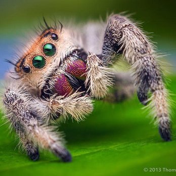 Antipest Termite & Pest Control - Jumping spider posing for pic! - Pest Control Near Me - Chester, Virginia Antipest Termite & Pest Control - Jumping spider posing for pic! - Pest Control Near Me - Chester, Virginia