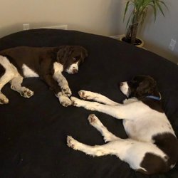 Trails and Tails Pet Sitting - My favorite Spring Spaniels!