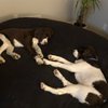 Trails and Tails Pet Sitting gift card
