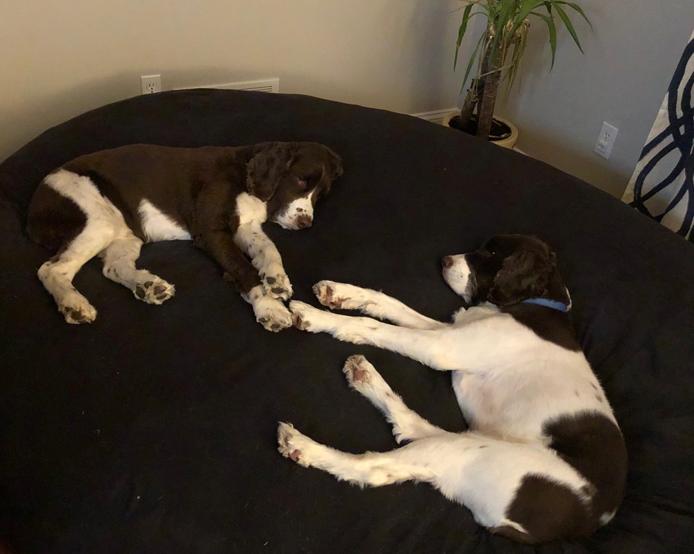 Trails and Tails Pet Sitting - pet boarding facility in Mesa, AZ
