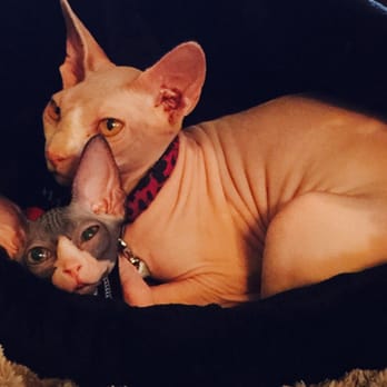 Hollywood Sphynx - Snuggle time! - Pet Services Near Me Hollywood Sphynx - Snuggle time! - Pet Services Near Me