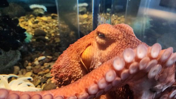 Hatfield Marine Science Center Oregon State University by null