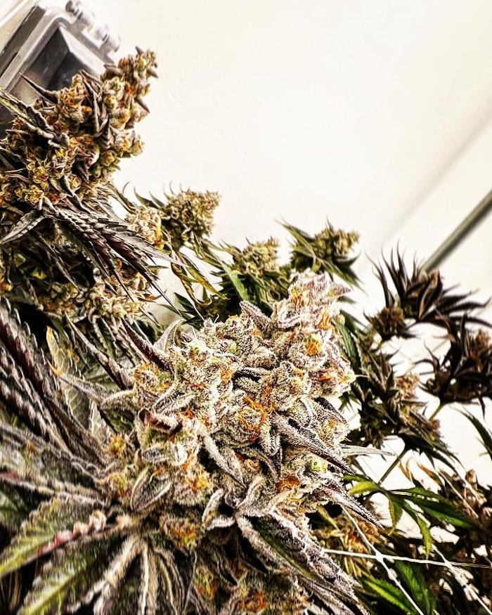 MINT CANNABIS MONROE Updated August 2024 40 Photos 760 S