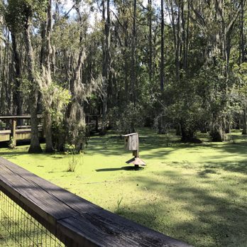 Audubon Swamp Gardens - View from the boardwalk. - Parks Near Me - Charleston, South Carolina Audubon Swamp Gardens - View from the boardwalk. - Parks Near Me - Charleston, South Carolina