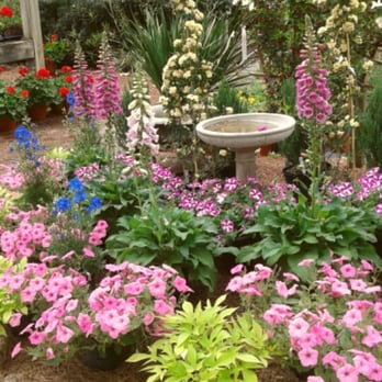 Philips Garden Store - Gorgeous Foxgloves for sale! - Nurseries & Gardening Near Me - Jacksonville, Florida
