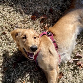 JeTT Pets - our girl, soooo happy at camp! - Pet Services Near Me JeTT Pets - our girl, soooo happy at camp! - Pet Services Near Me