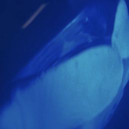 Manta Ray nigh snorkel Manta Ray nigh snorkel