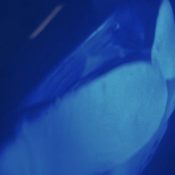 Dolphin Discoveries - Manta Ray nigh snorkel - Boat Tours Near Me - Kailua Kona, Hawaii Dolphin Discoveries - Manta Ray nigh snorkel - Boat Tours Near Me - Kailua Kona, Hawaii