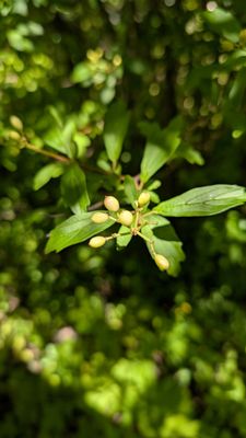 Sonoma Botanical Garden by null