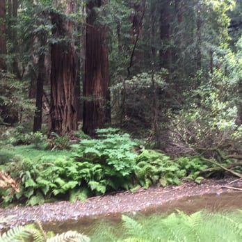 Extranomical Tours San Francisco - The beautiful redwoods in Muir Woods - Tours Near Me - San Francisco, California Extranomical Tours San Francisco - The beautiful redwoods in Muir Woods - Tours Near Me - San Francisco, California
