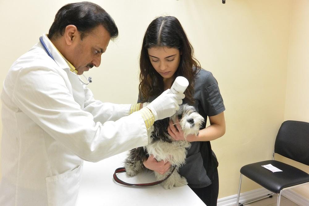 DUFFERIN DAVENPORT ANIMAL HOSPITAL Updated September 2024 24 Photos & 17 Reviews 1399