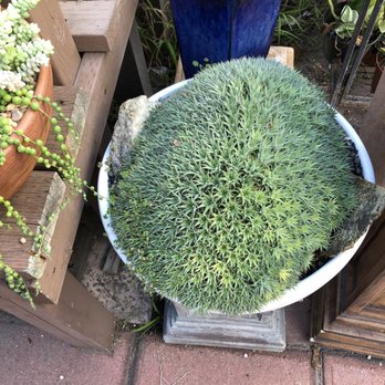 California Cactus Center - Nurseries & Gardening Near Me - Pasadena, California