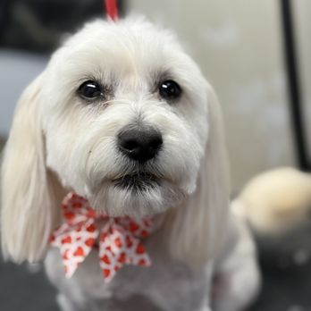 Muddy Paws Mobile Grooming - Pet Groomers Near Me - Norco, California Muddy Paws Mobile Grooming - Pet Groomers Near Me - Norco, California
