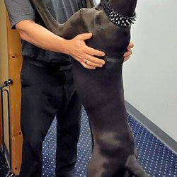 Hosmer Keith DR - Diesel, the office puppy! Always excited to see my patients!!