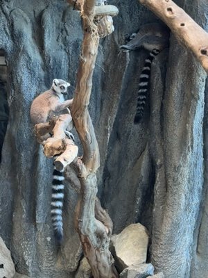 Haus des Meeres (House of the Sea) by null