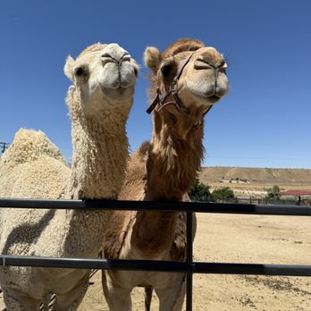 Bougie Cattle Company - Karen and Linda- Icons - Petting Zoos Near Me - Apple Valley, California
