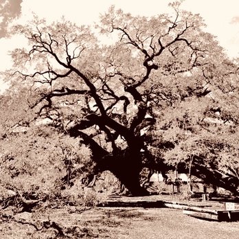 Treaty Oak Park - Treaty Oak Park - Parks Near Me - Jacksonville, Florida