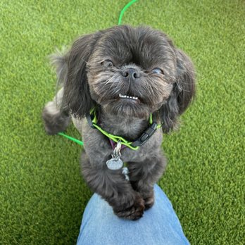 Central Bark Asheville - Pet Boarding Near Me - Asheville, North Carolina