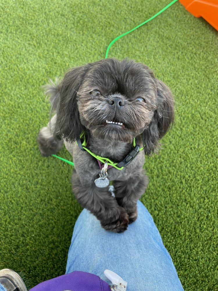 Central Bark Asheville - pet boarding facility in Asheville, NC