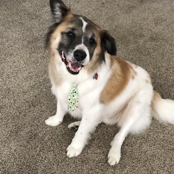 H---d-L----e Grooming - Duff looking like a sharp dressed man!  Thank you Miss Cindy!! - Pet Groomers Near Me - Ferndale, Washington