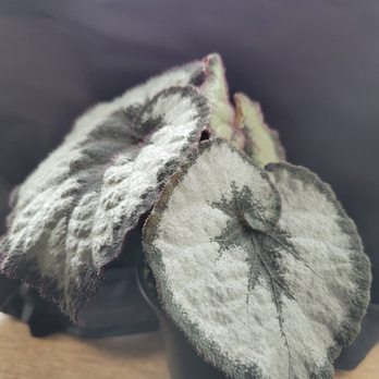 The Arium Shop - Begonia escargot. Lots of new rhizomes waiting for their time to pop up! - Aquariums Near Me - Issaquah, Washington The Arium Shop - Begonia escargot. Lots of new rhizomes waiting for their time to pop up! - Aquariums Near Me - Issaquah, Washington