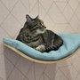 BLVD Cat