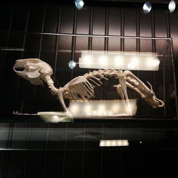 Paxton Gate - Rabbit skeleton. - Home Decor Near Me - Portland, Oregon Paxton Gate - Rabbit skeleton. - Home Decor Near Me - Portland, Oregon