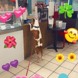 Big Buck's Ice Cream and Espresso Bar - Even the cutest puppy dogs get pup cups at big bucks