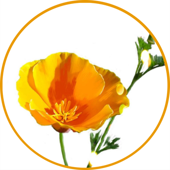 Women's Workshop - Life Coaching: Helping you reach your goal with an action plan and customized tools. WomensWorkshopNow.com - Life Coach Near Me - Walnut Creek, California Women's Workshop - Life Coaching: Helping you reach your goal with an action plan and customized tools. WomensWorkshopNow.com - Life Coach Near Me - Walnut Creek, California