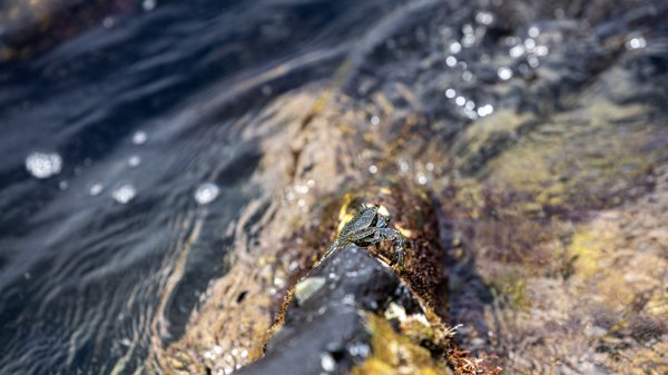 Keawakapu Beach by null