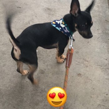 Ann's Pet Grooming - :) - Pet Groomers Near Me - Brea, California Ann's Pet Grooming - :) - Pet Groomers Near Me - Brea, California