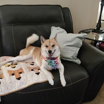 Pampered Tails Camarillo Mobile - Chilling at home - Pet Groomers Near Me Pampered Tails Camarillo Mobile - Chilling at home - Pet Groomers Near Me