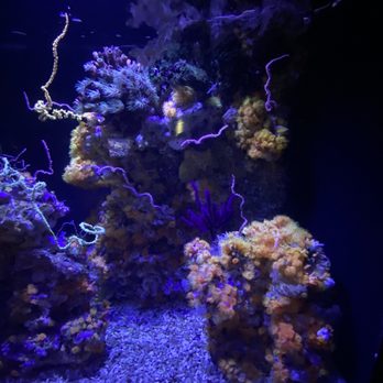 Seattle Aquarium - Aquariums Near Me - Seattle, Washington