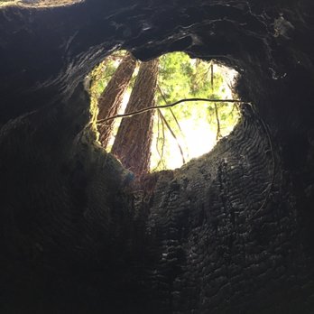 Skunk Train - Redwood burned out tree - Tours Near Me - Fort Bragg, California
