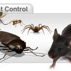 Fikes Pest Control - Eradicating ants, rodents, bugs, spiders and insects of all kinds. Got bees, bedbugs or cockroaches? We're the solution.