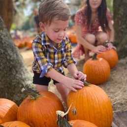 Toddler enjoying the pumpkin patch!