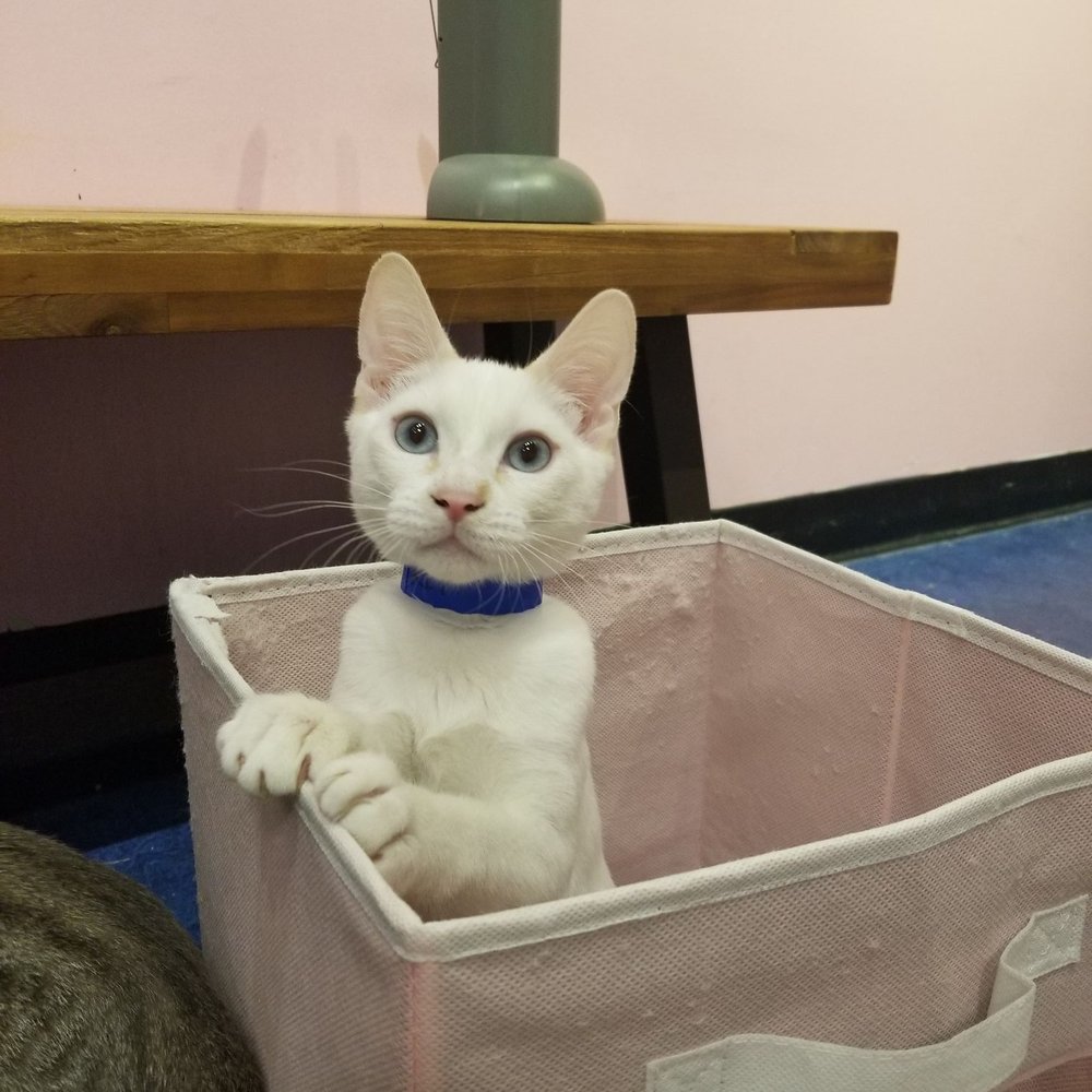 Mini Cat Town - Pet Adoption Near Me - San Jose, California Mini Cat Town - Pet Adoption Near Me - San Jose, California