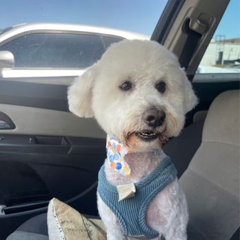 Waggily Ever After Pet Grooming - Pet Groomers Near Me - South Gate, California
