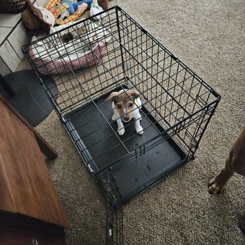 All Fur Pets - He's learning his safe spot the right way!!! - Pet Training Near Me - Jacksonville, Florida