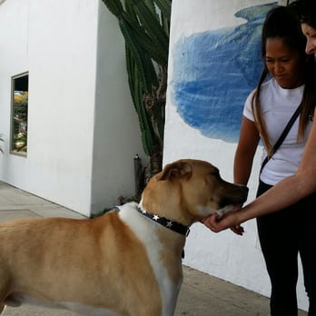 Surfdog's Java Hut - The ladies here are super cool and very friendly with me and my dog Buddy. - Coffee & Tea Near Me - Encinitas, California